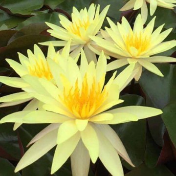 Nymphaea pinwaree nelumbogarden waterlilies 3