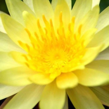 Nymphaea pinwaree nelumbogarden waterlilies 4