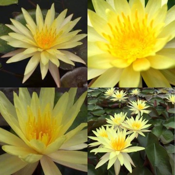 Nymphaea pinwaree nelumbogarden waterlilies 6