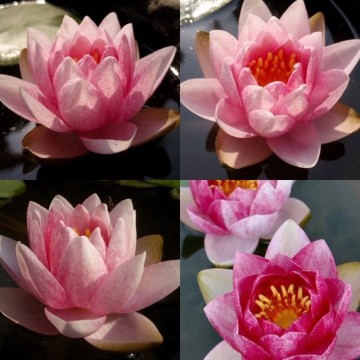 Nymphaea prapunt red nelumbogarden waterlilies 5