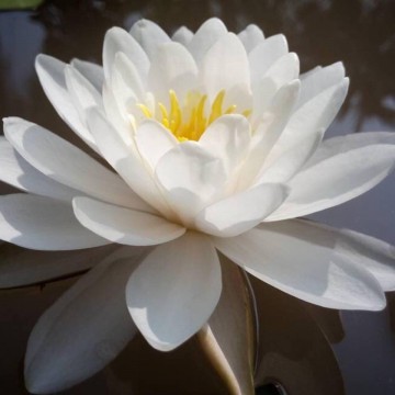 Nymphaea prapunt white nelumbogarden waterlilies 4