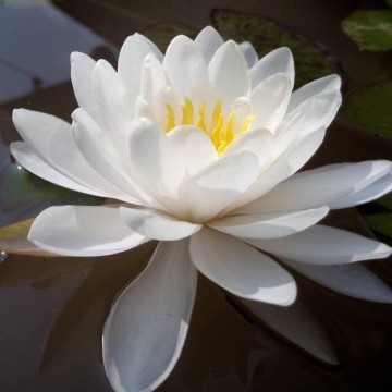 Nymphaea prapunt white nelumbogarden waterlilies 5