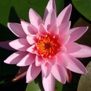 Nymphaea princess elisabeth nelumbogarden waterlilies 3