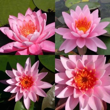 Nymphaea princess elisabeth nelumbogarden waterlilies 4
