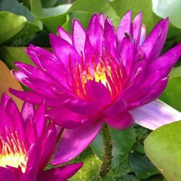 Nymphaea purple fantasy nelumbogarden waterlilies 1