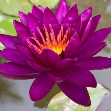Nymphaea purple fantasy nelumbogarden waterlilies 2