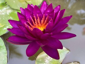 Nymphaea purple fantasy nelumbogarden waterlilies 3