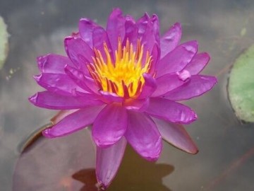 Nymphaea purple satin nelumbogarden 1 0