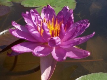 Nymphaea purple satin nelumbogarden 3