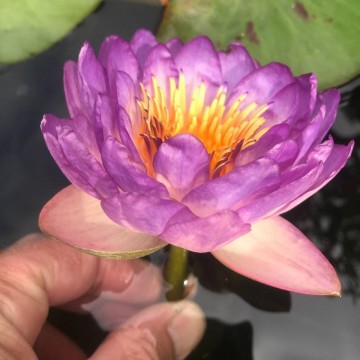 Nymphaea queen sirikit nelumbogarden waterlilies 1