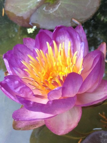 Nymphaea queen sirikit nelumbogarden waterlilies 2