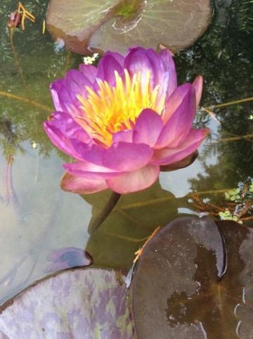Nymphaea queen sirikit nelumbogarden waterlilies 3
