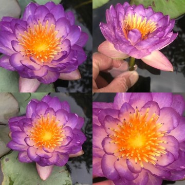 Nymphaea queen sirikit nelumbogarden waterlilies 4