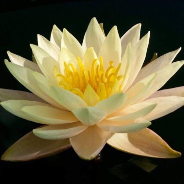 Nymphaea "Rasmitara" Nelumbo Garden Matthijs Hazeleger