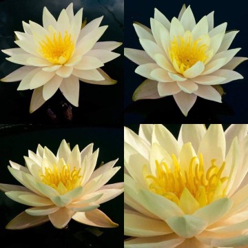 Nymphaea rasmitara nelumbo garden matthijs hazeleger waterlelies 2