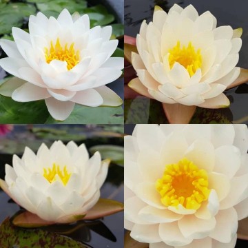 Nymphaea rattana ubol nelumbogarden waterlelies matthijs hazeleger waterlelies 2.jpg
