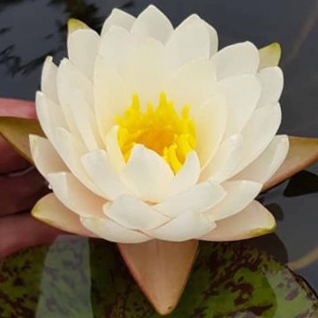 Nymphaea rattana ubol nelumbogarden waterlelies matthijs hazeleger waterlelies 3.jpg