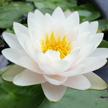 Nymphaea rattana ubol nelumbogarden waterlelies matthijs hazeleger waterlelies 4.jpg