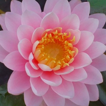 Nymphaea ray davies nelumbogarden waterlilies 3