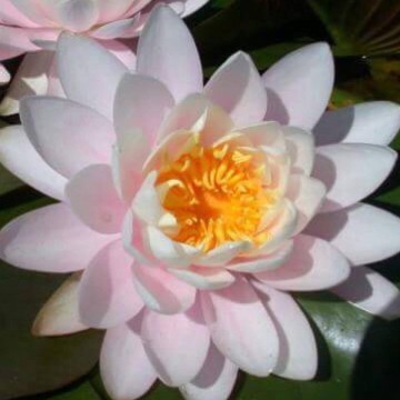 Nymphaea ray davies nelumbogarden waterlilies 4