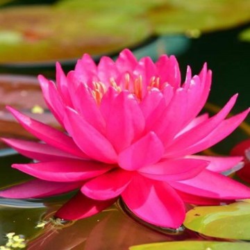Nymphaea razzberry nelumbogarden waterlilies 1