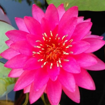 Nymphaea razzberry nelumbogarden waterlilies 3