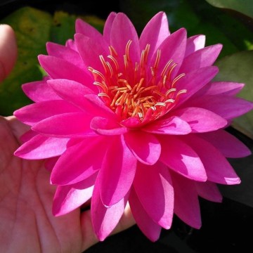 Nymphaea razzberry nelumbogarden waterlilies 5