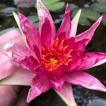 Nymphaea red spider nelumbogarden waterlilies 2