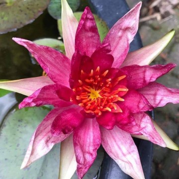 Nymphaea red spider nelumbogarden waterlilies 5
