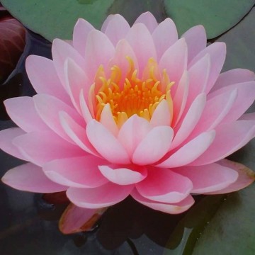 Nymphaea rosanna nelumbogarden waterlilies 1