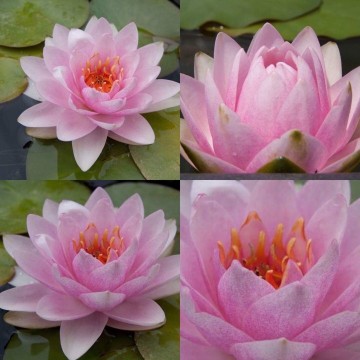 Nymphaea rosanna nelumbogarden waterlilies 2