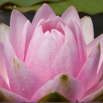 Nymphaea rosanna nelumbogarden waterlilies 3