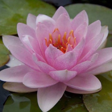 Nymphaea rosanna nelumbogarden waterlilies 4
