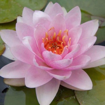 Nymphaea rosanna nelumbogarden waterlilies 5