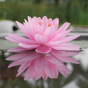 Nymphaea siam angel nelumbogarden matthijs hazeleger water lilies 3.jpg