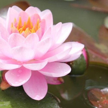 Nymphaea siam angel nelumbogarden matthijs hazeleger water lilies 4.jpg