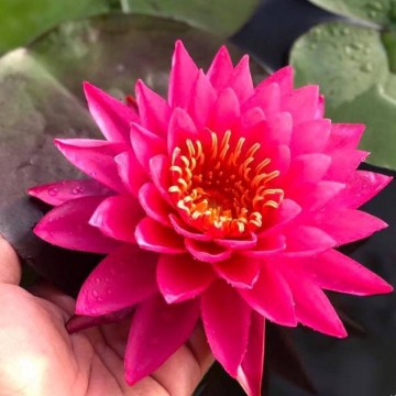 Nymphaea siam beauty nelumbogarden matthijs hazeleger water lilies 1.jpg