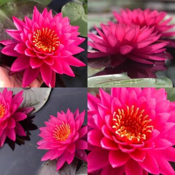 Nymphaea siam beauty nelumbogarden matthijs hazeleger water lilies 2.jpg