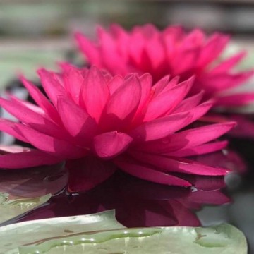 Nymphaea siam beauty nelumbogarden matthijs hazeleger water lilies 3.jpg