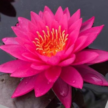 Nymphaea siam beauty nelumbogarden matthijs hazeleger water lilies 5.jpg