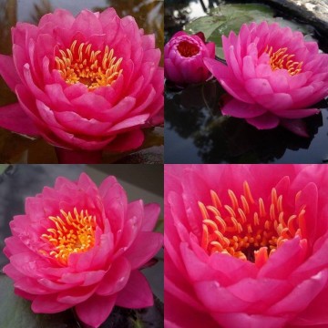 Nymphaea siam dahlia nelumbogarden matthijs hazeleger waterlilies 4.jpg