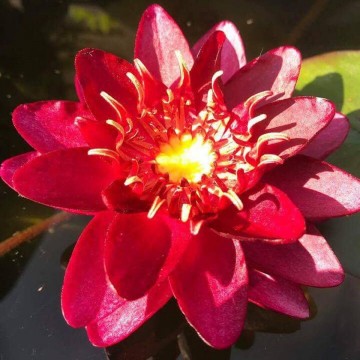 Nymphaea siam garnet nelumbogarden waterlilies 1