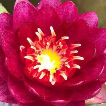 Nymphaea siam garnet nelumbogarden waterlilies 2
