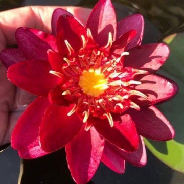 Nymphaea siam garnet nelumbogarden waterlilies 3