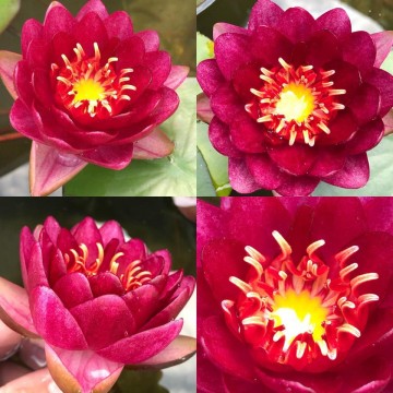 Nymphaea siam garnet nelumbogarden waterlilies 4