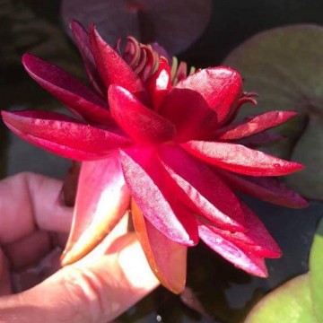 Nymphaea siam garnet nelumbogarden waterlilies 5