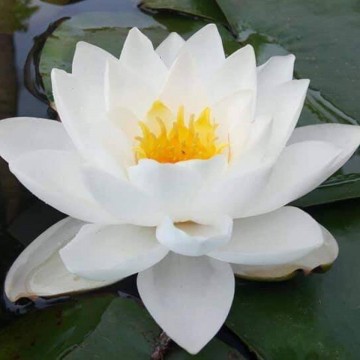 Nymphaea siam jasmine nelumbogarden waterlelies matthijs hazeleger waterlelies 1