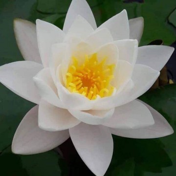Nymphaea siam jasmine nelumbogarden waterlelies matthijs hazeleger waterlelies 4