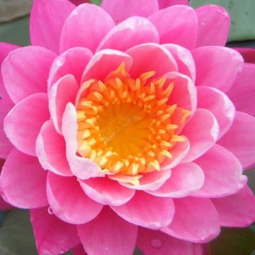 Nymphaea siam lucky nelumbogarden waterlilies 2