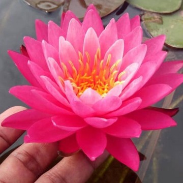 Nymphaea siam lucky nelumbogarden waterlilies 3
